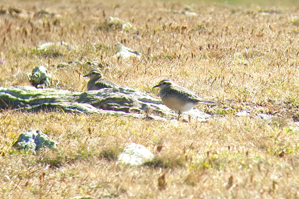Comptage simultané des pluviers guignards